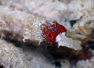 Whitenose Pipefish