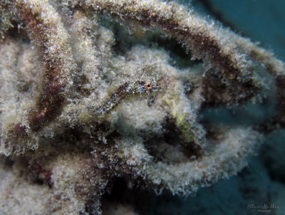 Well Camouflaged Pipehorse