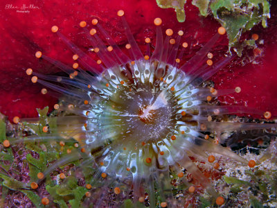 Orange Ball Corallimorph