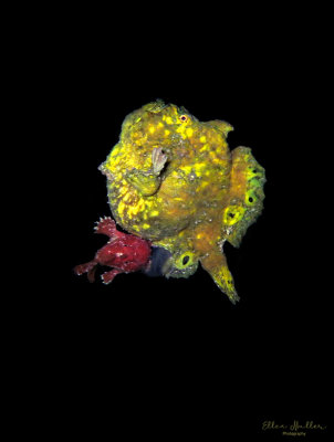 Frogfish Spawning Rise