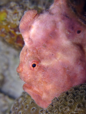 Pink Frogfish