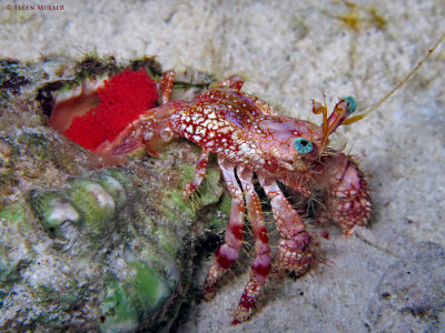 Stareye Hermit wEggs