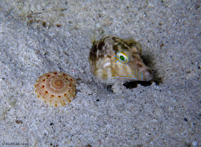 Sundial & Sharpnose Puffer