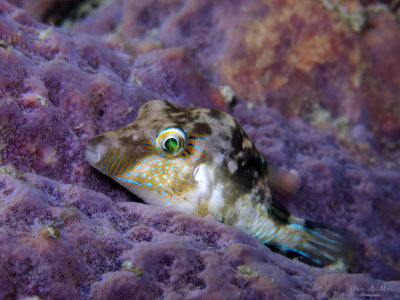 Sharpnose Puffers Everywhere