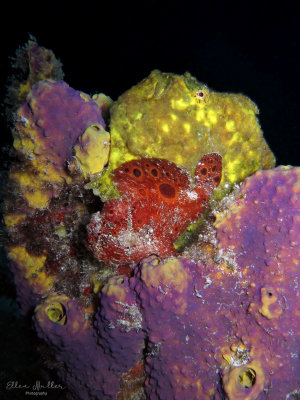 Frogfish Pair