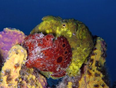 Frogfish Pair