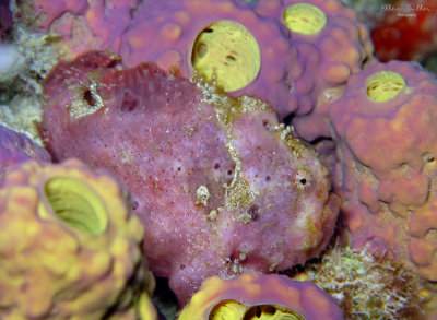 Joanie's Frogfish