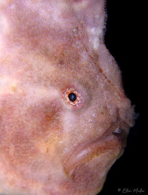 Pink Frogfish