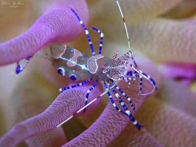 Spotted Cleaner Shrimp