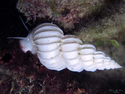 Wentletrap Snail