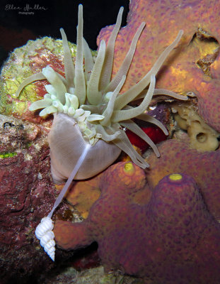 Wentletrap Feeding on an Anemone