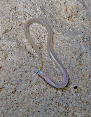 Arisoma sp