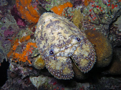 Slipper Lobster