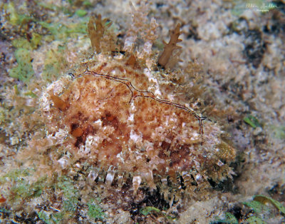 Invasive Cowrie