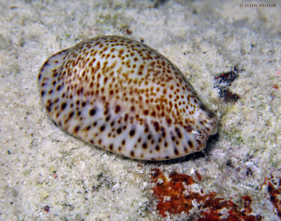 Invasive Cowrie