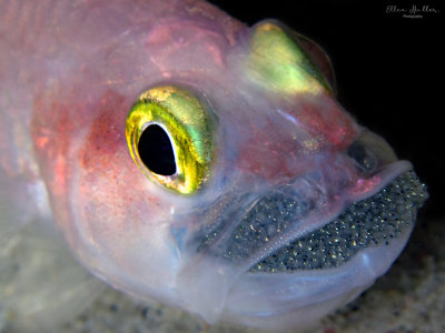 Male Cardinalfish with Eggs