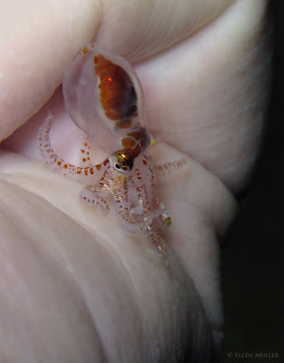 Larval Octopus