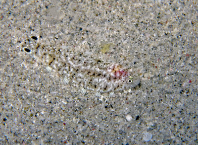 Ocellated Tonguefish