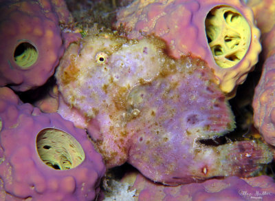 RIP Lavender Frogfish