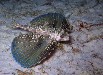 Flying Gurnard