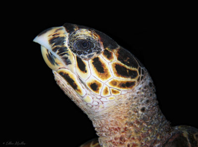 Hawksbill Turtle