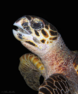 Hawksbill Feeding