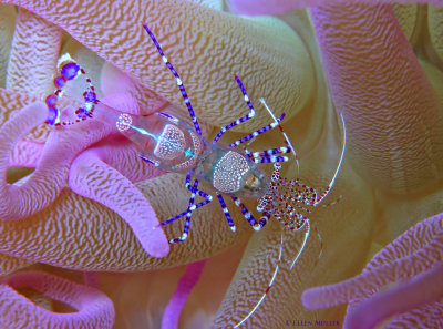 Spotted Cleaner Shrimp