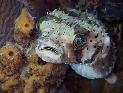 Balloonfish at Cleaning Station