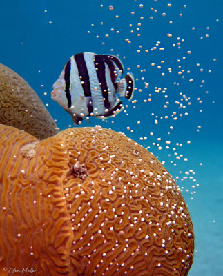 Grooved Brain Coral Spawning