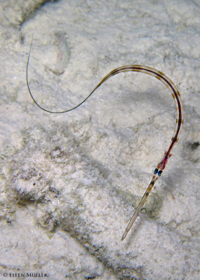 Settling Cornetfish