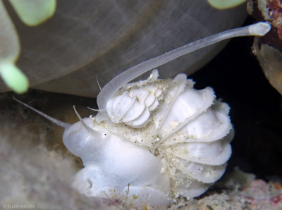 Wentletrap Feeding