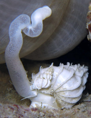 Wentletrap Feeding
