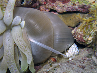 Wentletraps Feeding on an Anemone