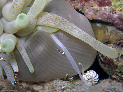 Wentletraps Feeding on an Anemone