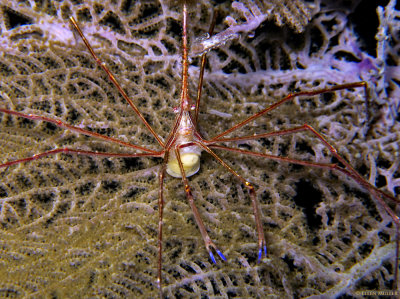 Arrow Crab with Sacculina Parasite