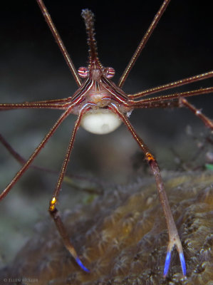 Sacculina Parasite on Arrow Crab