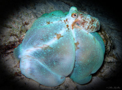 Octopus briareus