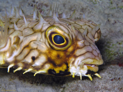 Web Burrfish