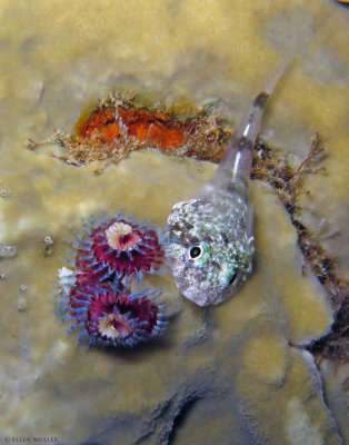 Orangespotted Clingfish
