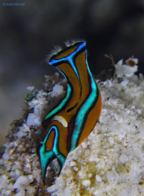 Headshield Slug Cilia