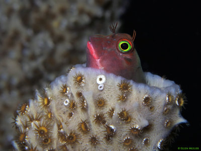 Redlip Blenny