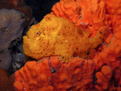 Orange Froggo