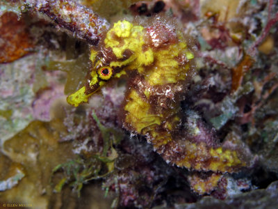 Yellow Seahorse