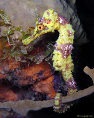Yellow Seahorse