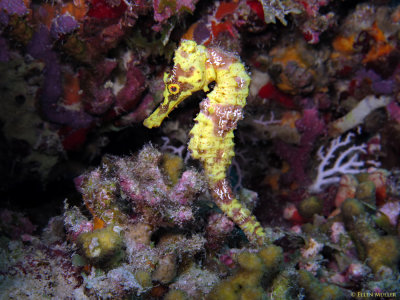 Young Female Yellow Seahorse