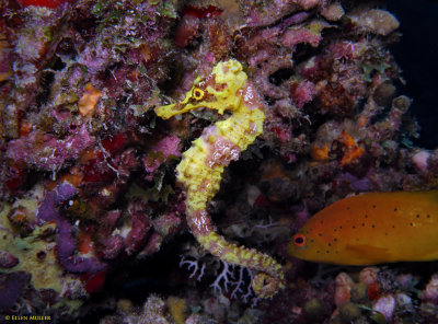 Seahorse & Coney