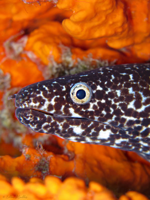 Spotted Moray