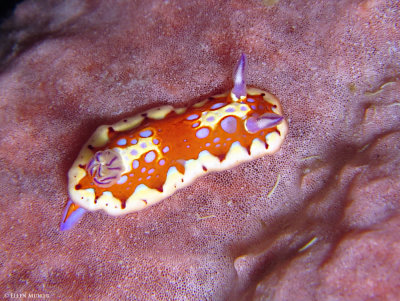 Harlequin Sea Goddess
