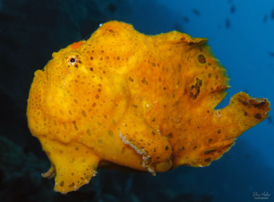 Drifting Frogfish