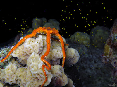 Orange Brittle Star / Green Eggs